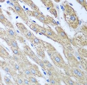 FUT6 Antibody - BSA Free