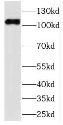 FUK Antibody - BSA Free