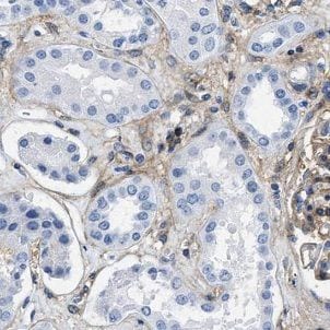 FUK Antibody - BSA Free