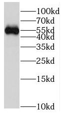 FRS3 Antibody - BSA Free