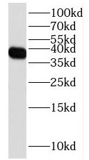 FPGT Antibody - BSA Free