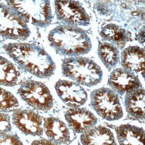 FPGT Antibody - BSA Free