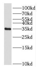 FOXS1 Antibody - BSA Free