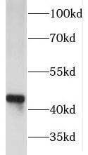 FNTA Antibody - BSA Free