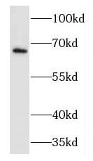 FMR1NB Antibody - BSA Free