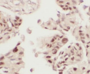 FMO5 Antibody - BSA Free