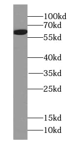 FMO5 Antibody - BSA Free