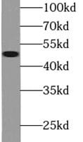 FMO2 Antibody - BSA Free