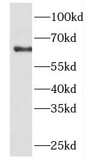 FKBP9 Antibody - BSA Free
