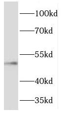 FJX1 Antibody - BSA Free