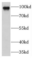 Filensin Antibody - BSA Free