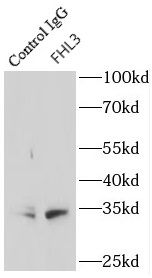 FHL3 Antibody - BSA Free