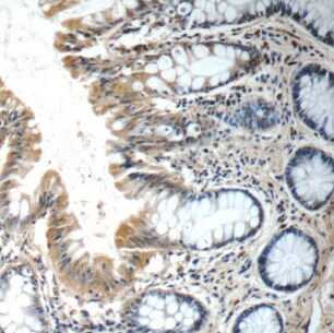 FGFBP3 Antibody - BSA Free