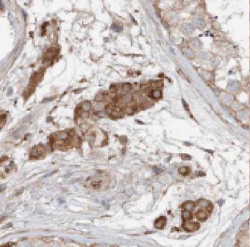 FDXACB1 Antibody - BSA Free
