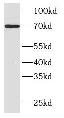 F-box protein 43 Antibody - BSA Free