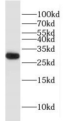 FBG4 Antibody - BSA Free