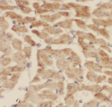 FBG4 Antibody - BSA Free