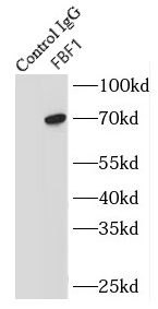 FBF1 Antibody - BSA Free