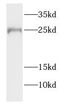 FATE1 Antibody - BSA Free