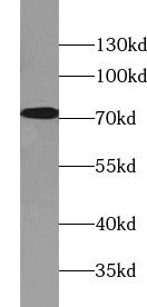 Kv1.4 Antibody - BSA Free