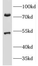 Kv1.3 Antibody - BSA Free