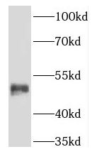 Keratin 36 Antibody - BSA Free