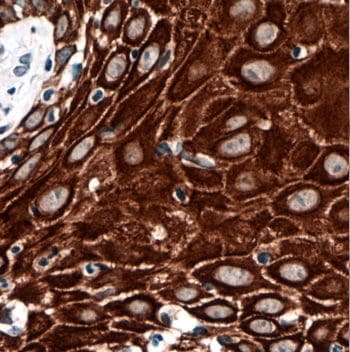 KRTHA3B Antibody - BSA Free