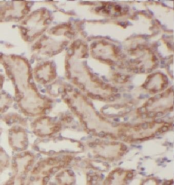 Kaptin Antibody - BSA Free
