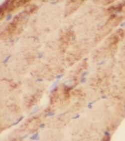 KLHL14 Antibody - BSA Free