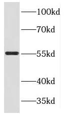 KLC3 Antibody - BSA Free
