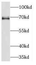 KLC2 Antibody - BSA Free