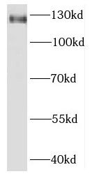 Kirrel3/NEPH2 Antibody - BSA Free