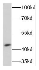 KCNJ13 Antibody - BSA Free