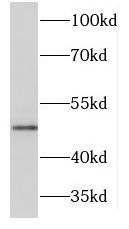 KIR5.1 Antibody - BSA Free