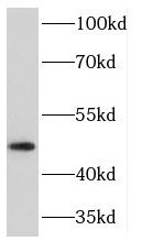 Kir2.2 Antibody - BSA Free