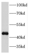 KIN Antibody - BSA Free