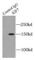 KIF7 Antibody - BSA Free
