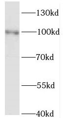 Kif3c Antibody - BSA Free