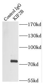 KIF2B Antibody - BSA Free