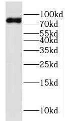 KIF2B Antibody - BSA Free