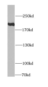 KIF1B Antibody - BSA Free