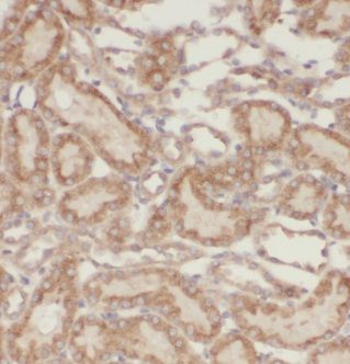 KIF12 Antibody - BSA Free
