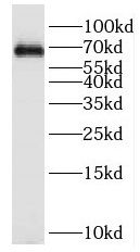 KIF12 Antibody - BSA Free