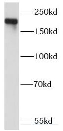 KIDINS220 Antibody - BSA Free