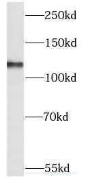 KIAA1468 Antibody - BSA Free