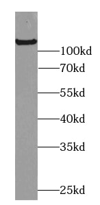 C2CD5 Antibody - BSA Free