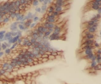 LKAP Antibody - BSA Free
