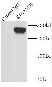 LKAP Antibody - BSA Free
