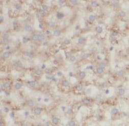 ECM29 Antibody - BSA Free