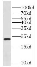 ECAT1 Antibody - BSA Free